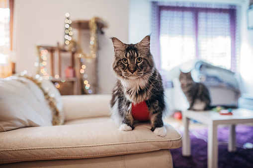 Maine Coon cats in the Christmas interior
