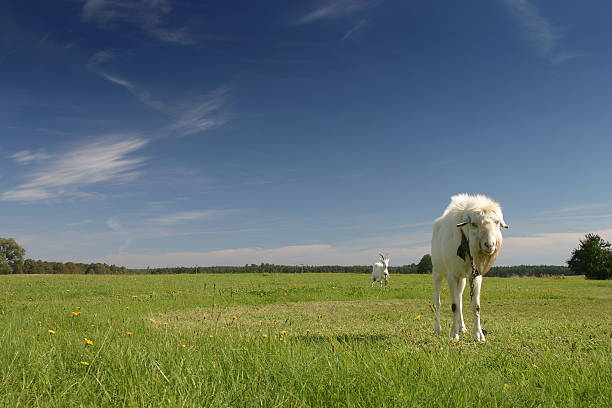 goats on the meadow stock photo