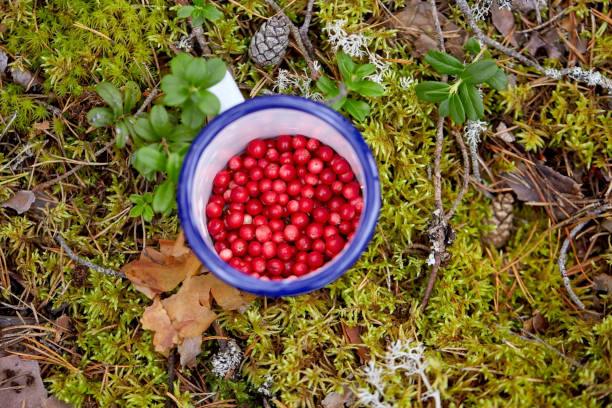 istock red berries in mug on ground in forest 1398806484