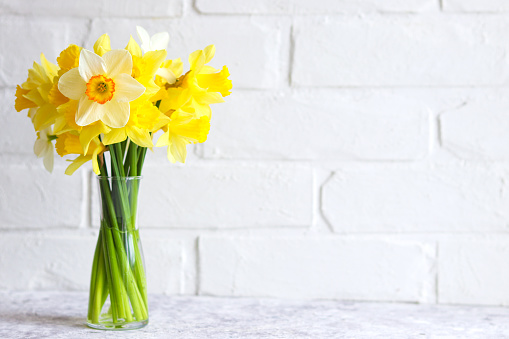 Bouquet of yellow daffodils in a vase against a brick wall. Flower arrangement. Greeting card for the holidays. Minimalism.