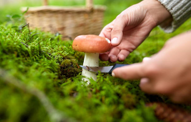 istock young woman picking mushrooms in autumn forest 1398806511