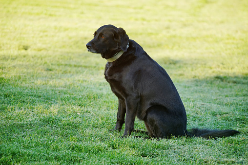 Labrador resting on the grass on a hot, sunny day.