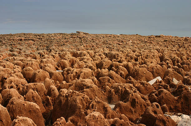 Coral Reef on Beach stock photo