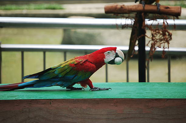 Parrot stock photo