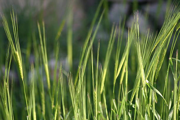 green grass stock photo