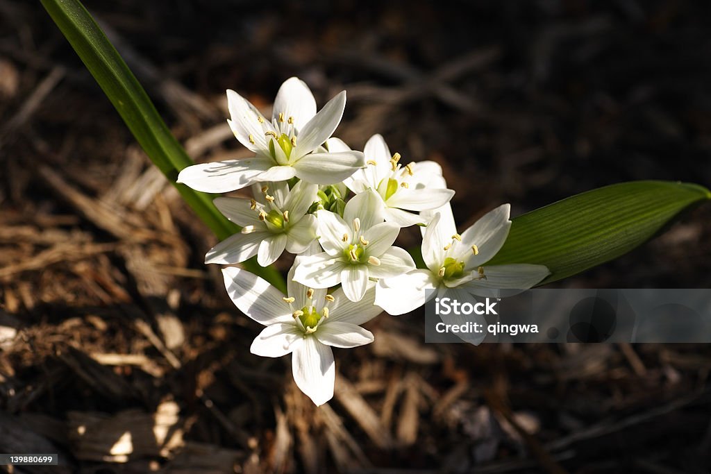 White and Green Ornithogalum Umbellatum Ornithogalum Umbellatum - small white flowers blooming in spring.  -  See lightbox for more Star Of Bethlehem - Flower Stock Photo