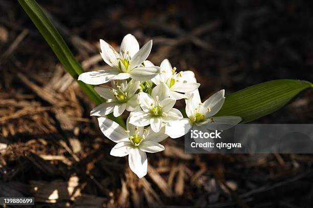 White And Green Ornithogalum Umbellatum Stock Photo - Download Image Now - Star Of Bethlehem - Flower, Beauty, Beauty In Nature