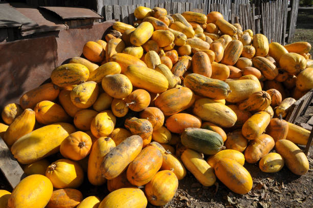 istock In the pile are collected squash and pumpkins 1398807118