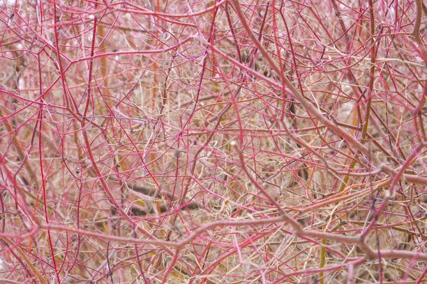 Red Cornus stems in winter. Cornus alba or red barked dogwood Red Cornus stems in winter. Cornus alba or red barked dogwood cornus alba sibirica stock pictures, royalty-free photos & images