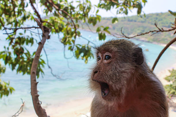 close-up monkey in the jungle