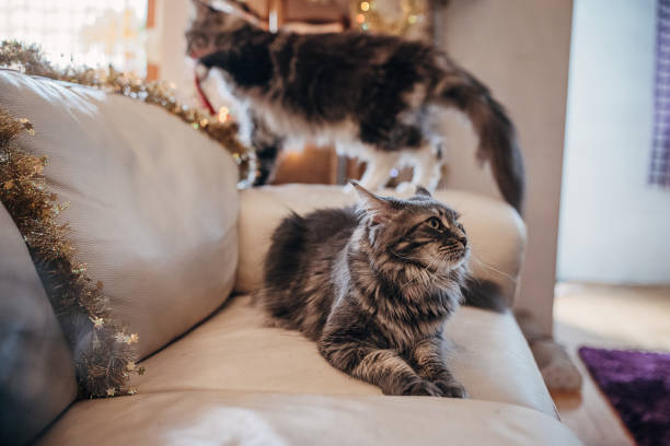 istock Maine Coon cats in the Christmas interior 1398807363
