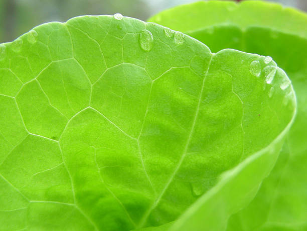 lettuce stock photo