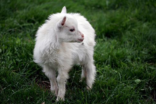 Baby white nigerian dwarf goat, landscape