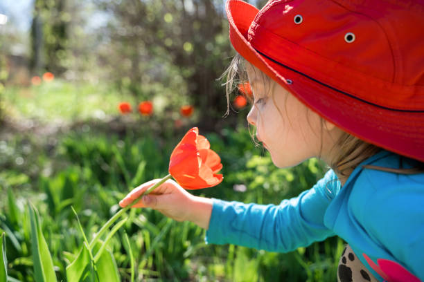 piccola ragazza carina, bambino, bambino in grande cappello rosso estivo panama odore di bocciolo di tulipani, fiori. fiore di tulipano in fiore. la primavera sta arrivando. giardino verde in casa di campagna. piantare, giardinaggio. periodo di allergia - spring bud horizontal color image foto e immagini stock