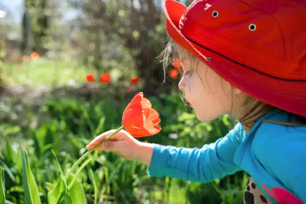 Photo of Little cute girl, kid, child in big red summer panama hat smelling bud of tulips, flowers. Blooming tulip blossom. Spring is coming. Green garden in country house. Planting, gardening. Allergy period