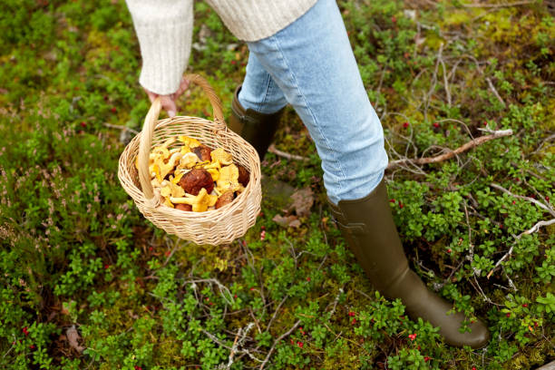 woman with basket picking mushrooms in forest stock photo