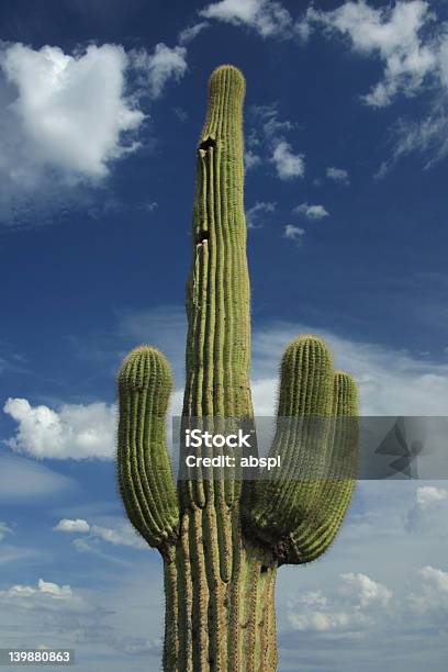 Photo libre de droit de Gros Gars banque d'images et plus d'images libres de droit de Arizona - Arizona, Cactus, Couleur verte