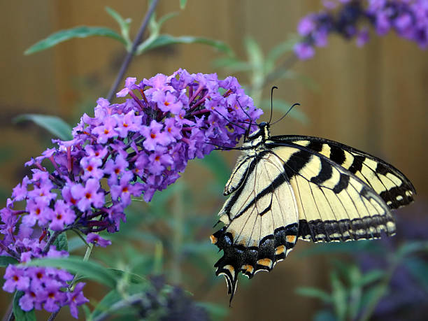 Butterfly Bush on Foggy Morning