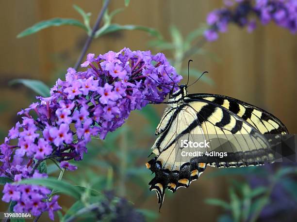 A Beautiful Butterfly And A Purple Flower Stock Photo - Download Image Now - Beauty, Buddleia, Butterfly - Insect