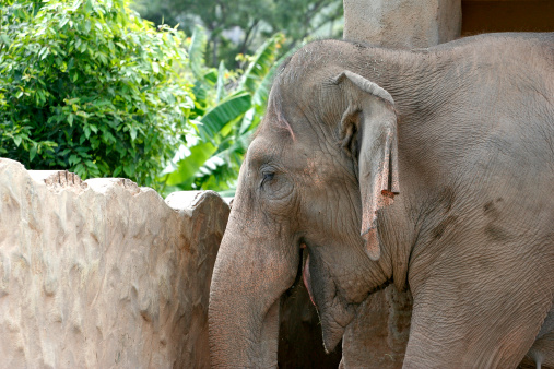 A majestic Asian elephant with long curved tusks stands in a large pen, surrounded by hay
