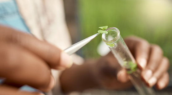 hand of botanist putting plant sample into test tube. Closeup of farmer collecting research sample. farmer putting sample into vial. Biologist using plant sample for chemistry.