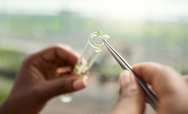 Hand of a botanist collecting plant samples. farmer collecting samples in a test tube. Farmer using tweezer to collect samples. Farmer collecting samples in a vial. Scientist saving plant sample mano de un botánico recogiendo muestras de plantas. agricultor recogiendo muestras en un tubo de ensayo. agricultor usando pinza para recolectar muestras. agricultor recogiendo muestras en un vial. científico guardando muestras de plantas