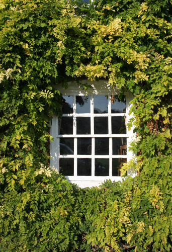 Old paneled sash window surrounded by green foliage