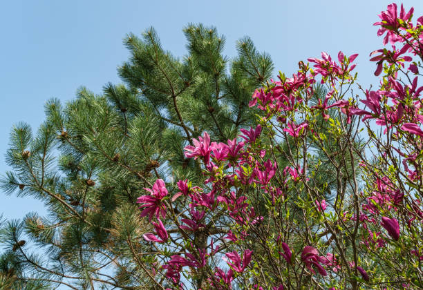 大きなピンクの花 マグノリアスーザン (magnolia liliiflora x magnolia stellata) ぼやけた緑の松の上に。春の美しい咲き誇る庭園。選択的フォーカスクローズアップ。デザインのための自然の概念。 - tree magnolia vibrant color close up ストックフォトと画像