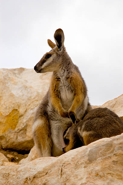 istock Mother Wallaby & Joey 139881002