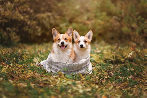 Two welsh corgi pembroke breed dogs sitting together wearing scarf in forest