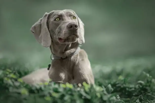 Weimaraner dog in green grass