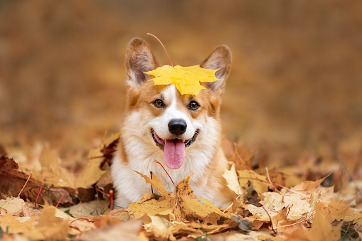 Happy dog of welsh corgi pembroke breed among fallen leaves in autumn