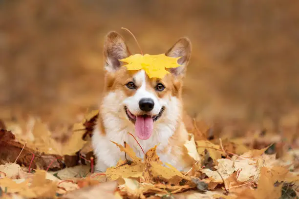 Photo of Happy dog of welsh corgi pembroke breed among fallen leaves in autumn