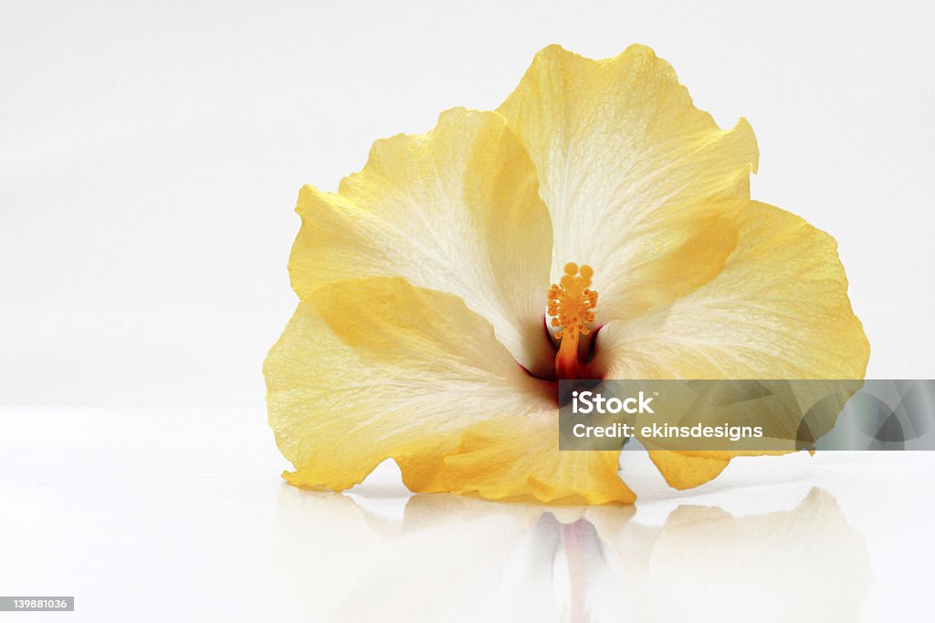 Fleur d'Hibiscus - Photo de Hibiscus libre de droits