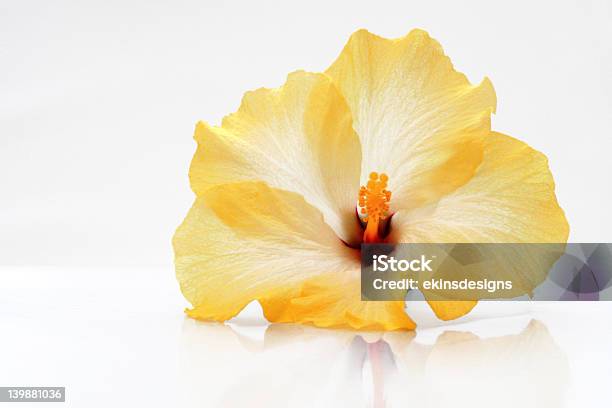 Photo libre de droit de Fleur Dhibiscus banque d'images et plus d'images libres de droit de Hibiscus - Hibiscus, Aliment, Amour