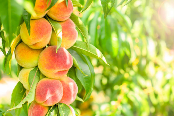 pesche mature su un albero nel giardino bagnate dal sole. frutta deliziosa. posto per il testo. pesca. sfondo pesca. - orchard fruit vegetable tree foto e immagini stock