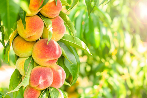 ripe peaches on a tree in the garden bathed in the sun. delicious fruits. place for text. Peach. peach background.