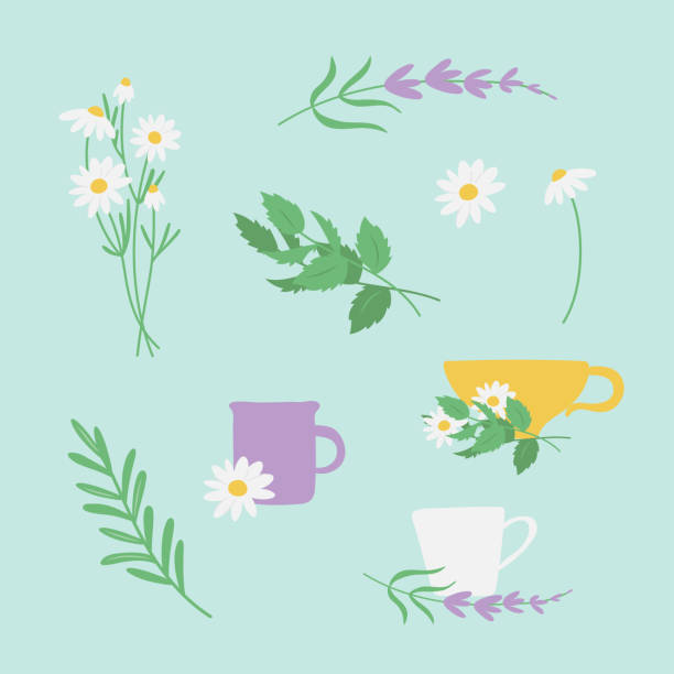 ilustrações, clipart, desenhos animados e ícones de conjunto de chá de ervas - herbal tea illustrations