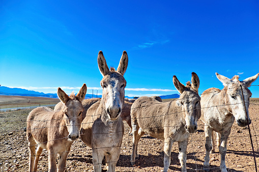 A drove of donkeys in a field