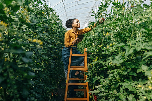 One latin woman working in the greenhouse. She is working on a cherry tomato farm and is inspecting the quality of plants using technology