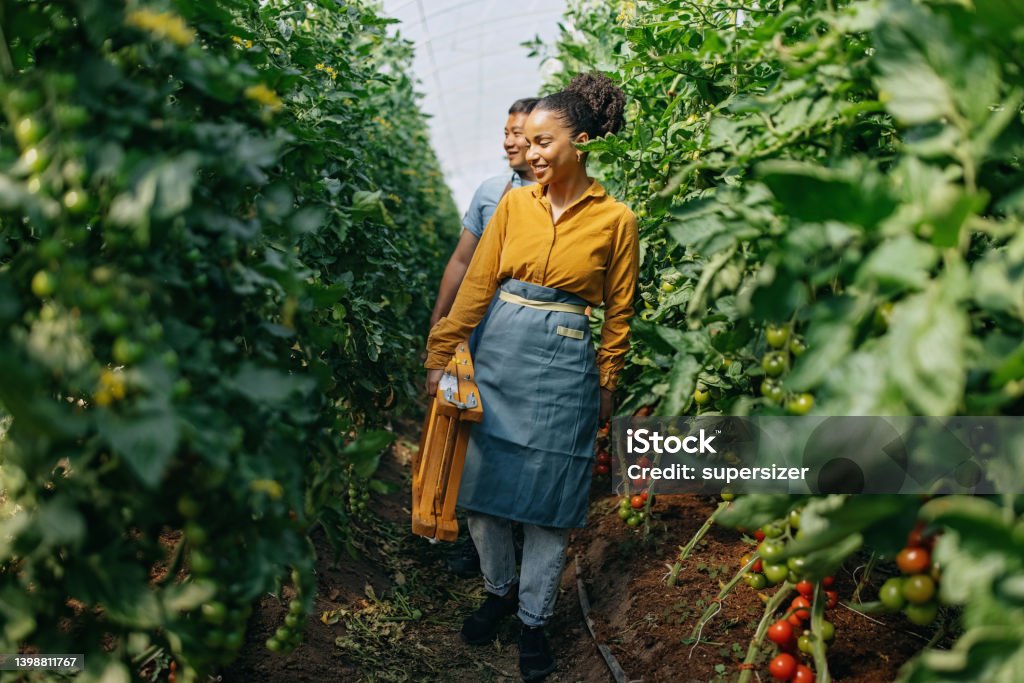 These look good One young latin woman and one Chinese men - workers carry ladder between cherry tomato plants Farmer Stock Photo