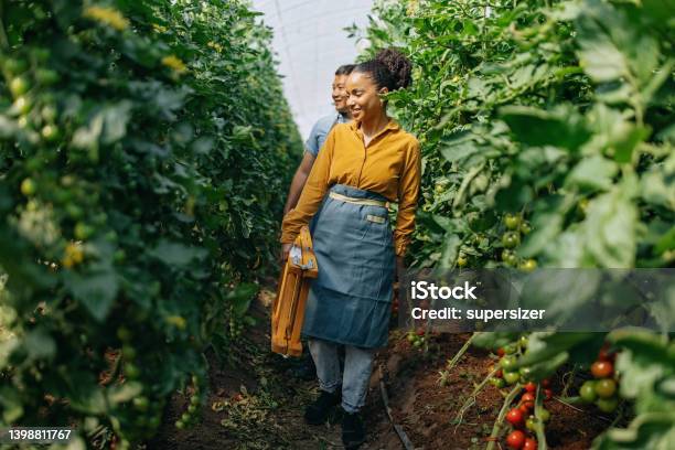 These Look Good Stock Photo - Download Image Now - Farmer, Yellow, 20-24 Years