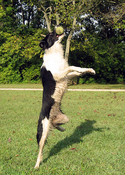 istock Dog catching a ball 139881239