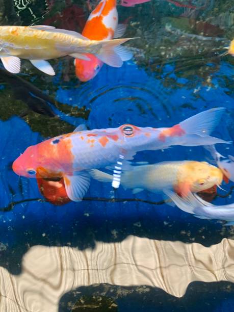 istock Koi carp fish swimming in the pond 1398812453