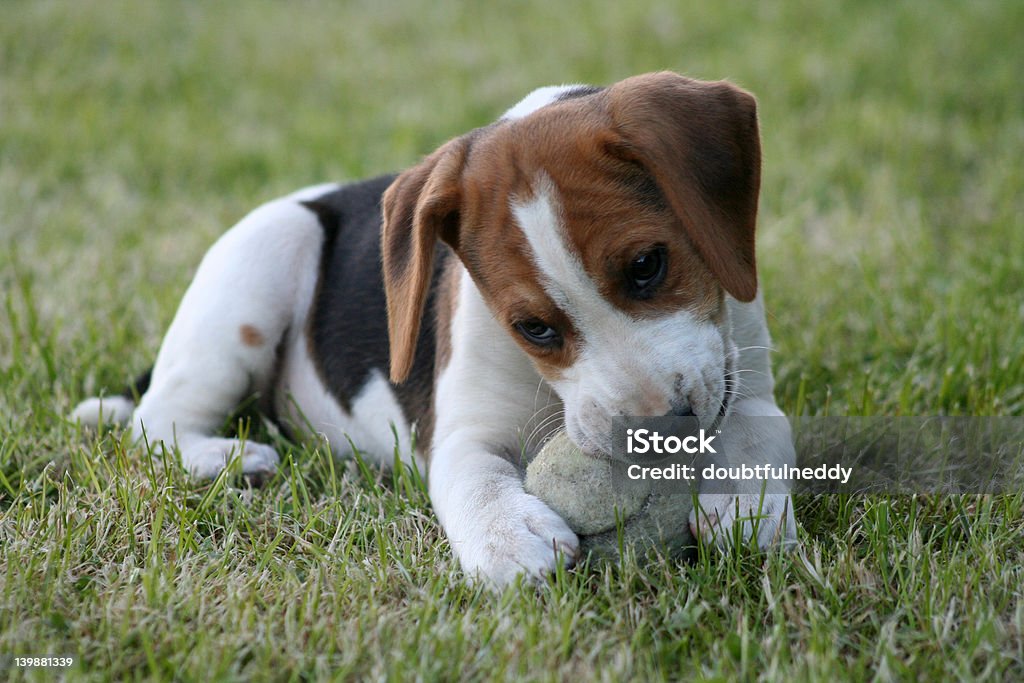 My Ball 9 week old beagle puppy chews his ball Animal Stock Photo