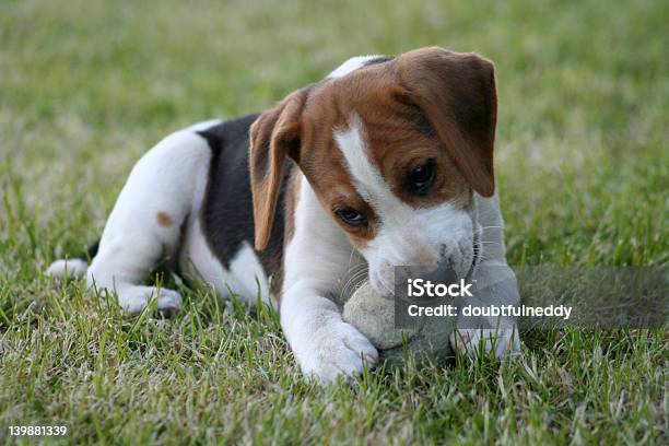 My Ball Stock Photo - Download Image Now - Animal, Animal Nose, Beagle