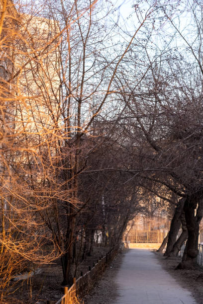 istock Landscape with trees and the setting sun. 1398813571