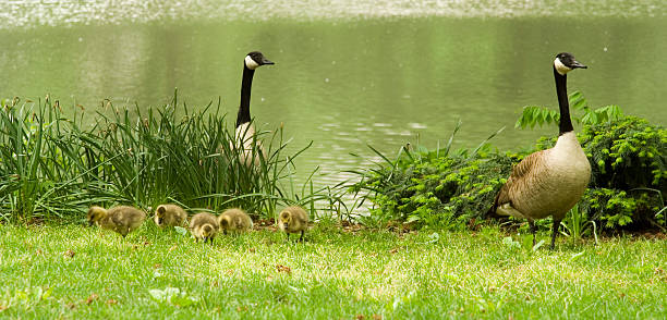istock Family Of Geese 139881386