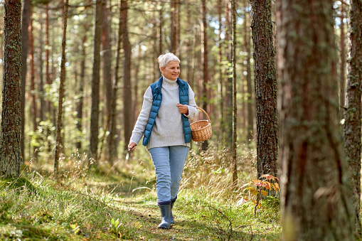 picking season, leisure and people concept - senior woman with basket walking in autumn forest
