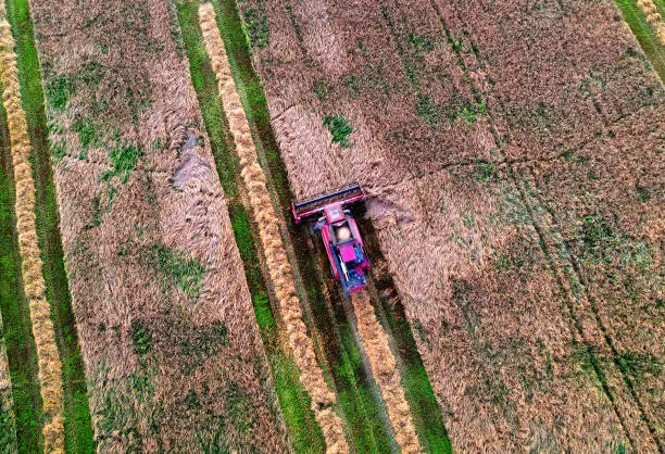 Spring wheat harwesting. Wheat and corn markets in crisis world's breadbasket. Wheat import, maize (corn), soybeans. Global crop prices in food crisis. Aerial view of harvest season in farm field.